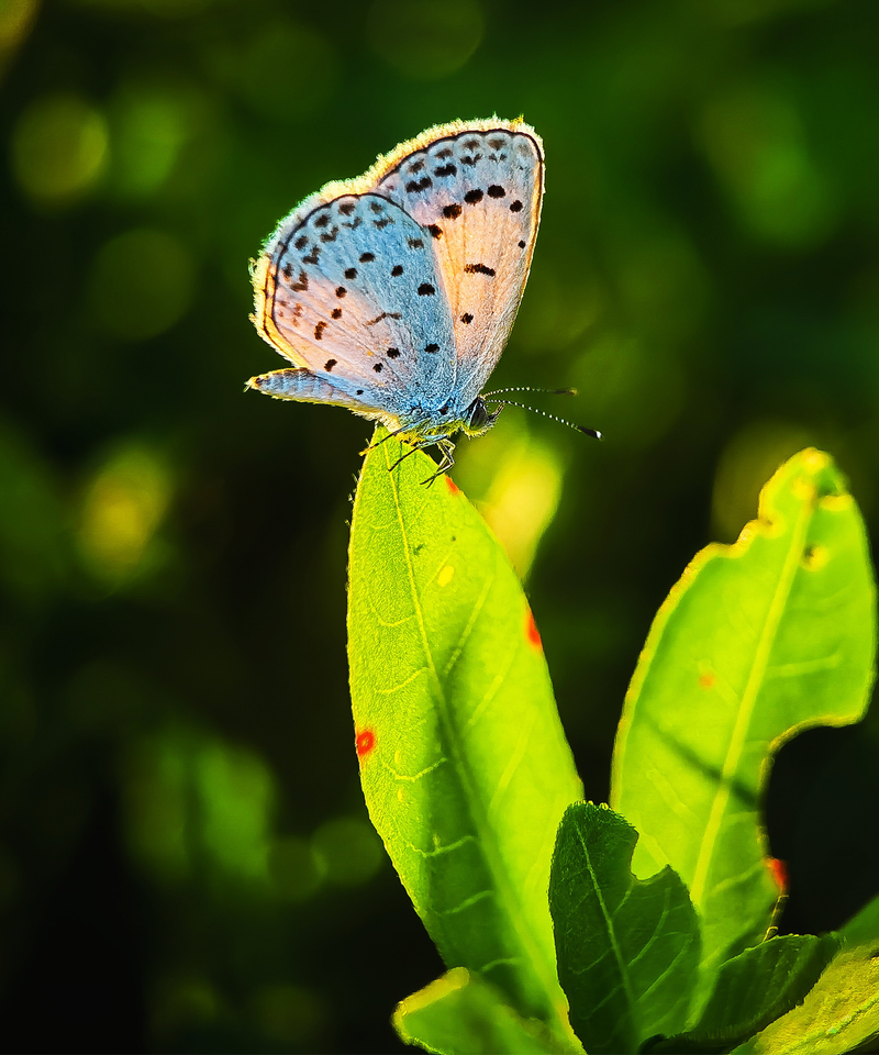 Shot on Retro Series: 400mm Pro Telephoto