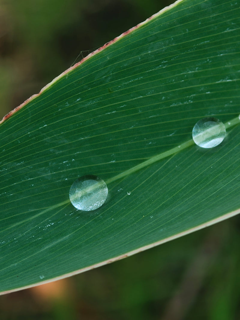 Shot on 2X Telephoto