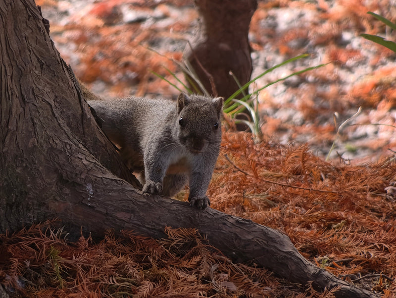 Shot on 2X Telephoto