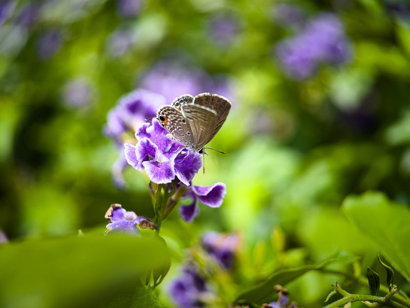 Shot on 75mm Macro Lens