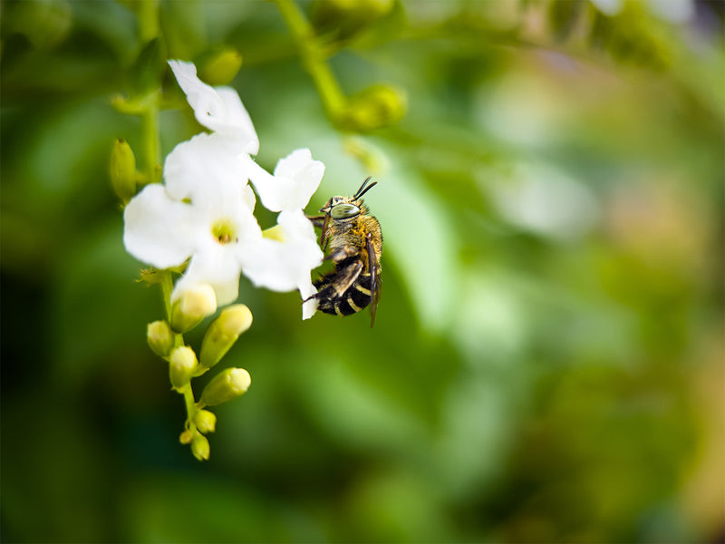 Shot on 75mm Macro Lens