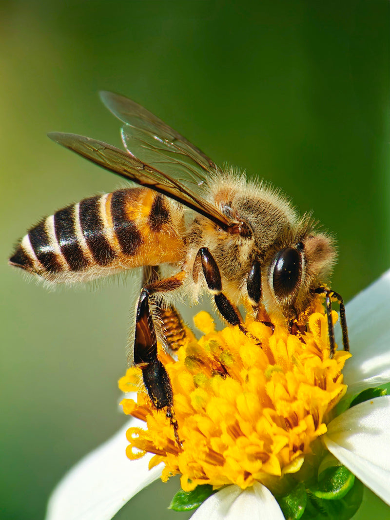 Shot on 2X Telephoto & Macro Lens Kit