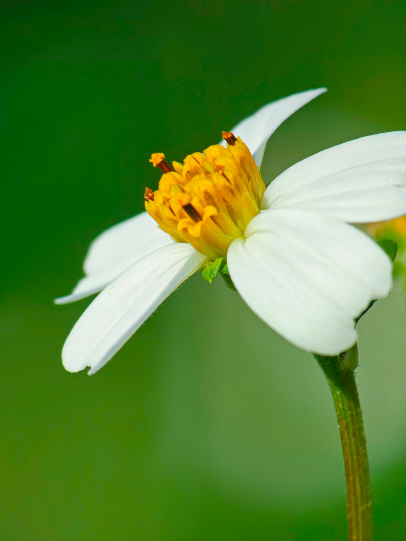 Shot on 2X Telephoto & Macro Lens Kit