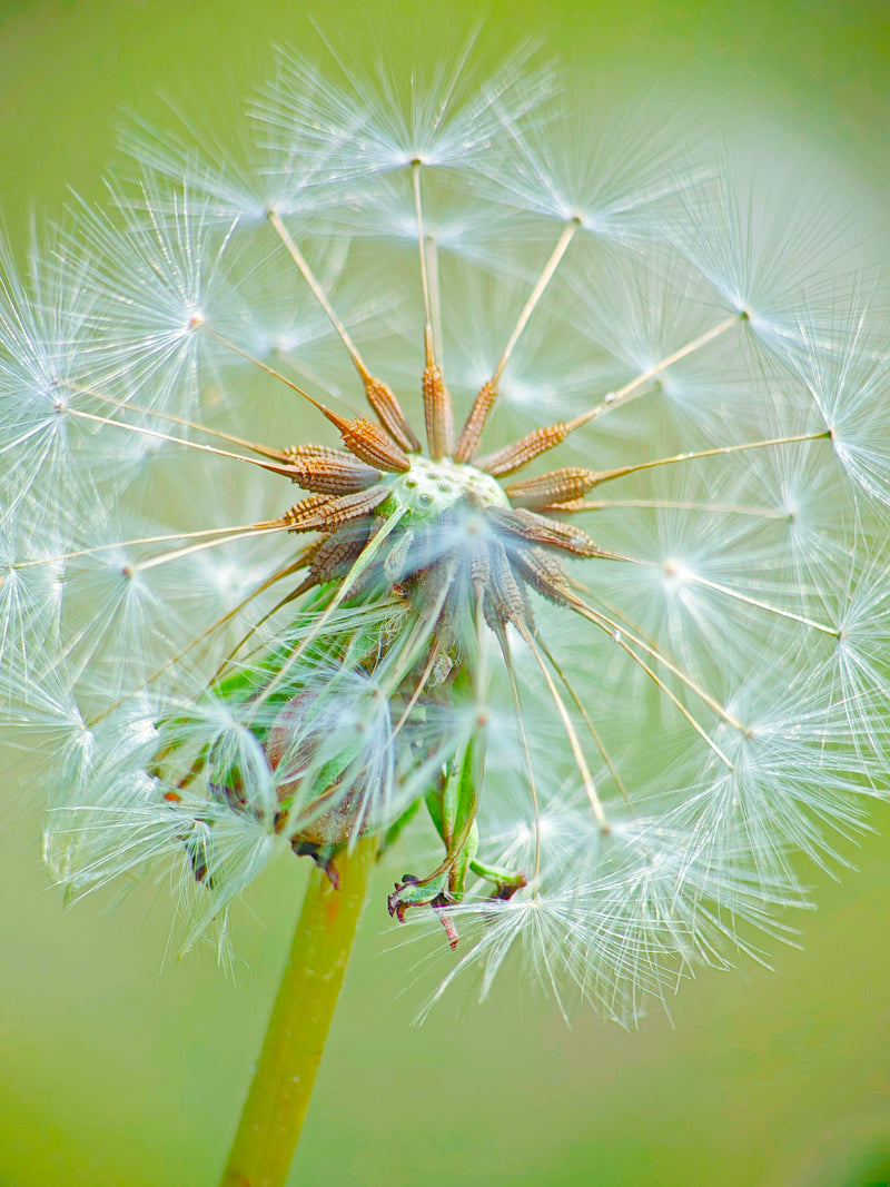 Shot on 2X Telephoto & Macro Lens Kit