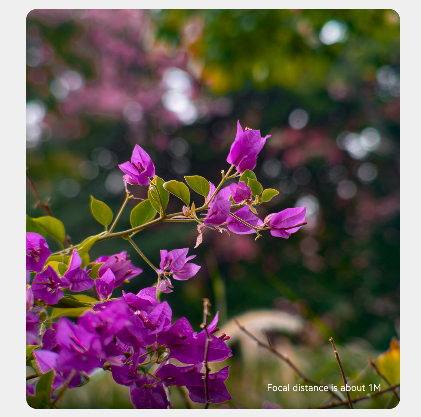 135MMポートレートレンズ