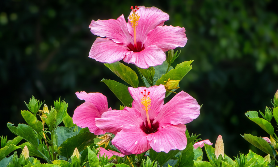 With Fotorgear — flower