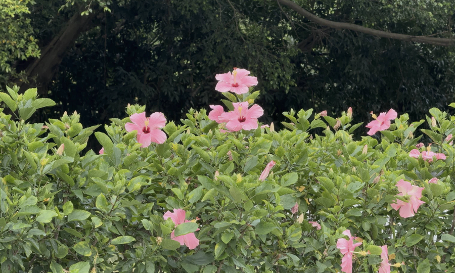 Phone Only — flower