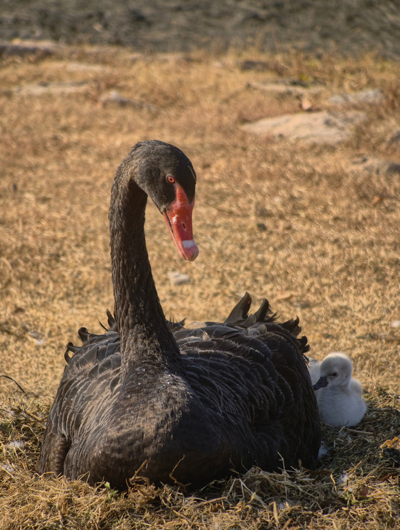 Shot on Fotorgear Telephoto 1