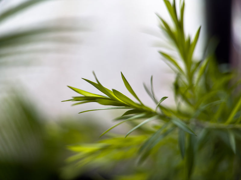 Shot on 75mm Macro Lens