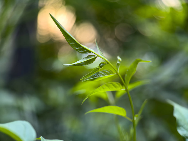 Shot on 75mm Macro Lens