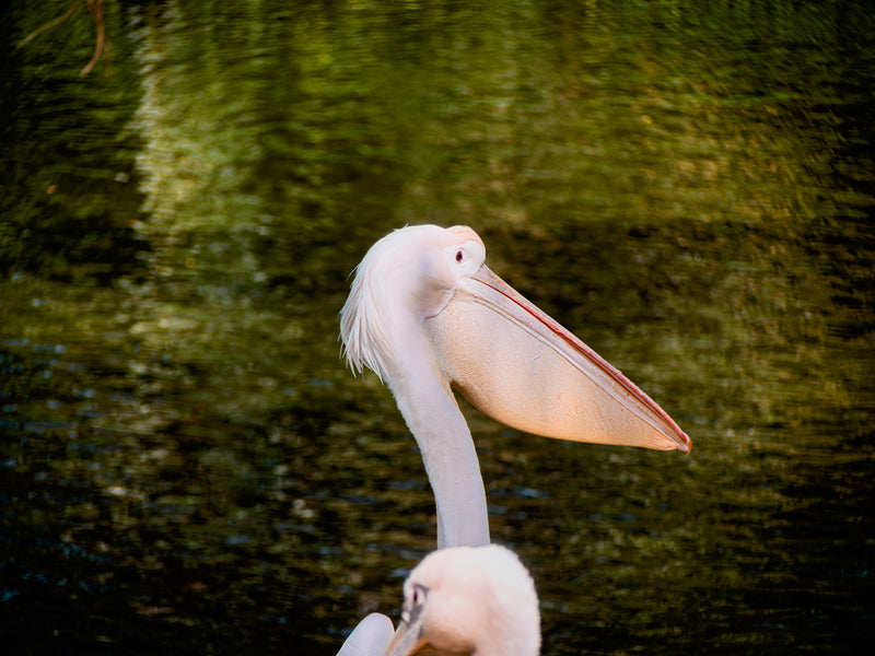 Shot on 400mm Pro Telephoto 7