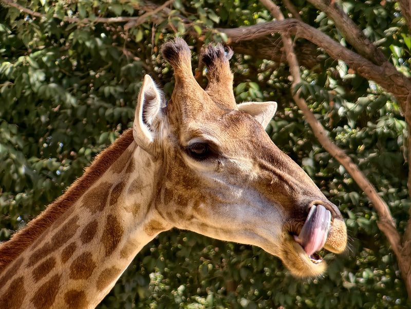 Shot on Fotorgear Telephoto 5