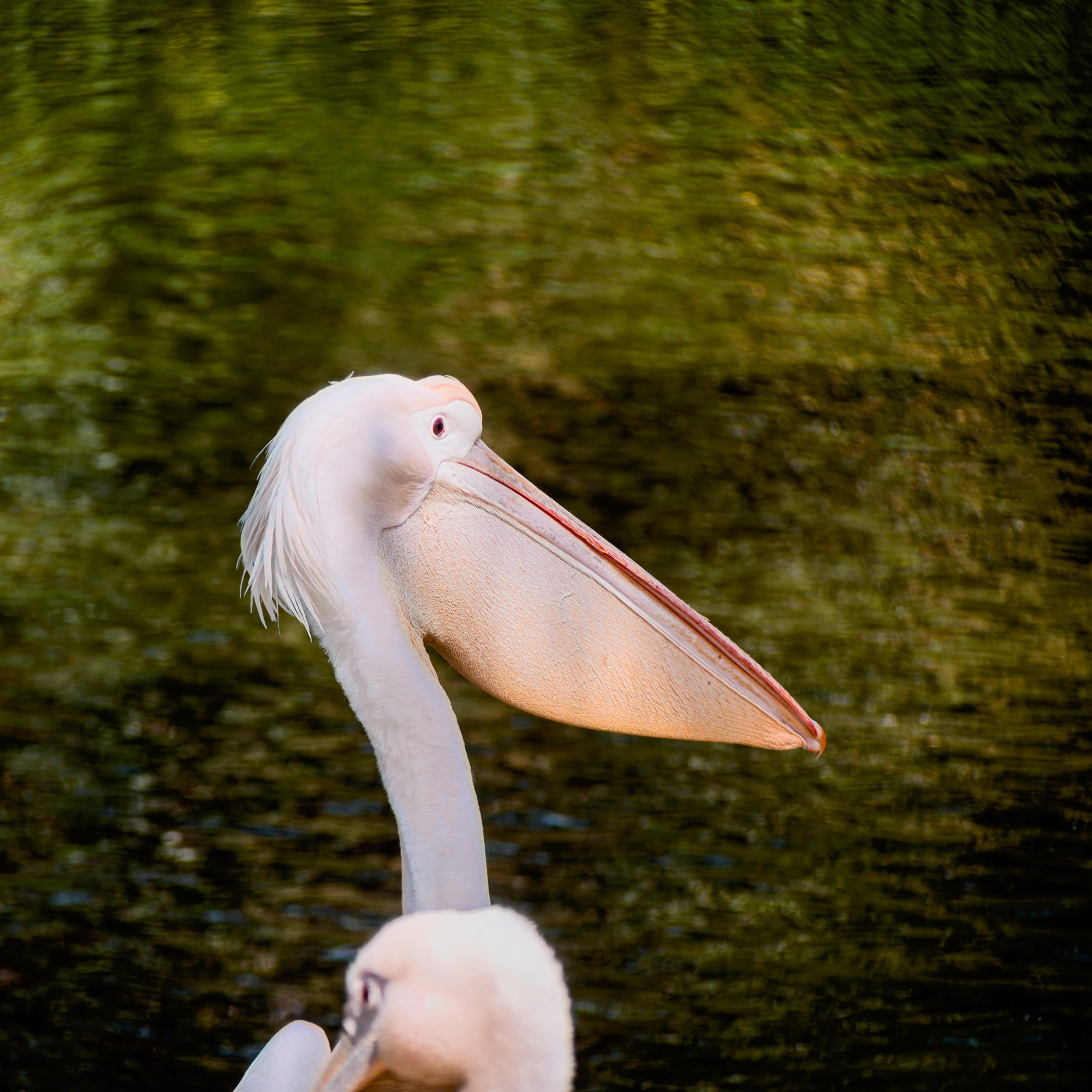 Fotorgear 400mm Pro Telephoto Lens