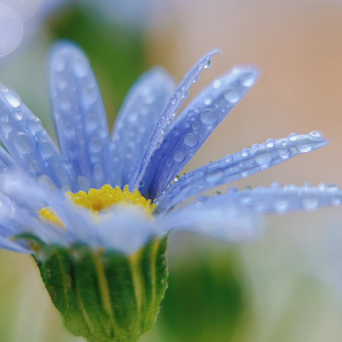 Fotorgear 75mm Macro Lens