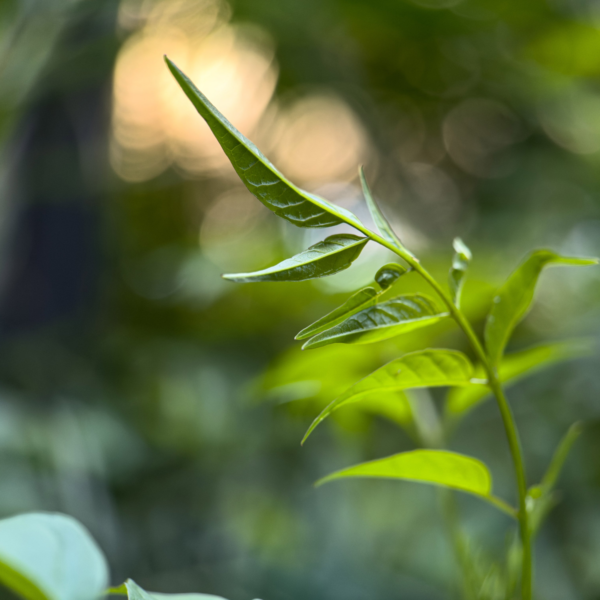 Fotorgear 75mm Macro Lens