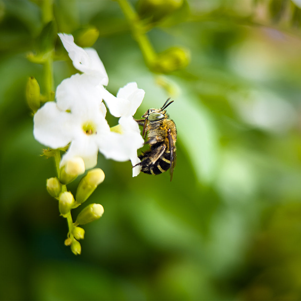 Fotorgear 75mm Macro Lens